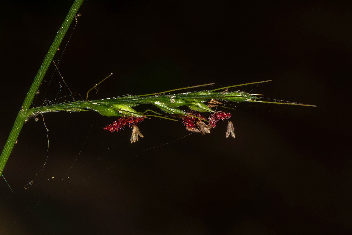 Oplismenus hirtellus