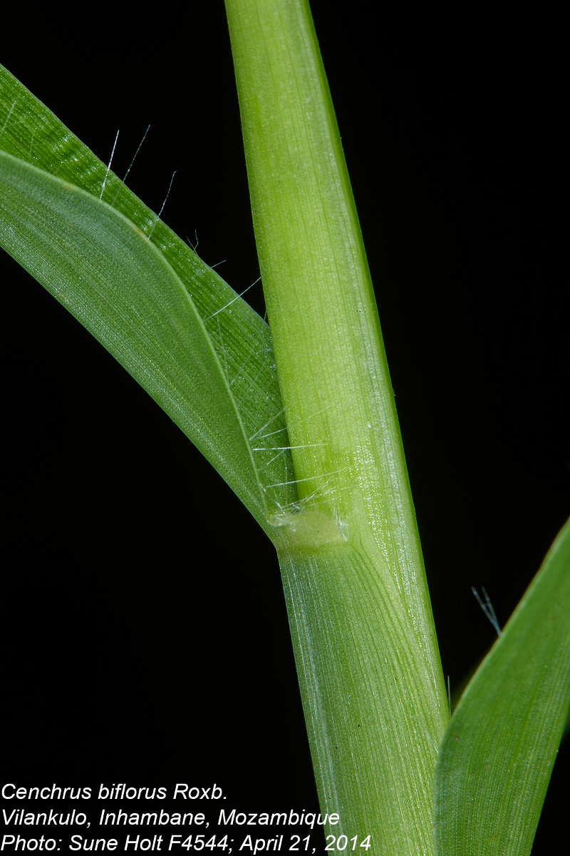 Cenchrus biflorus