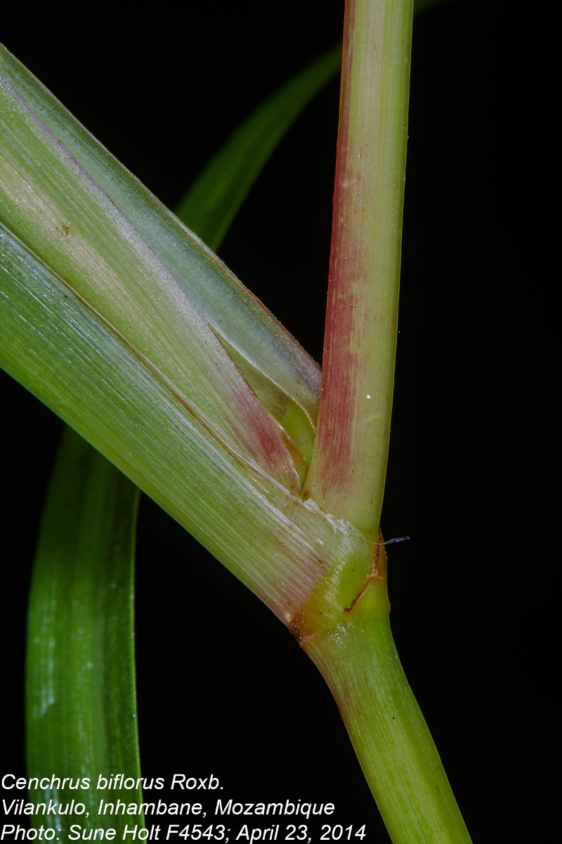 Cenchrus biflorus