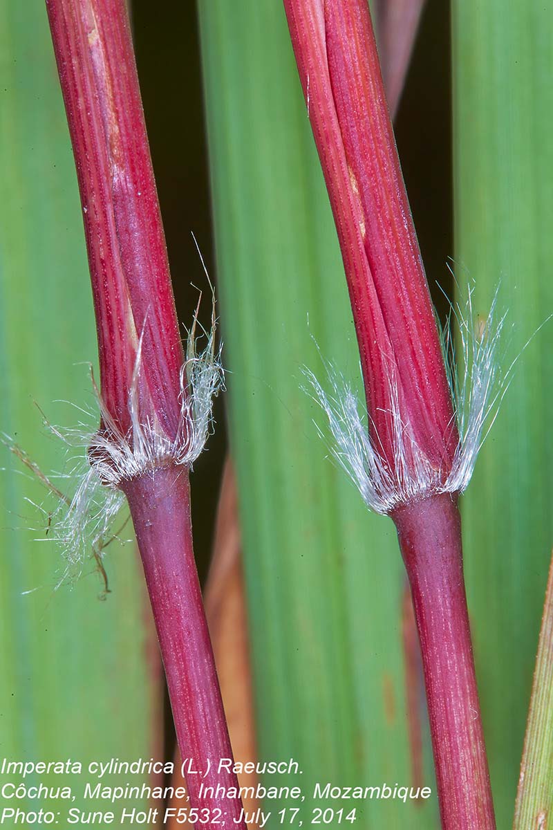 Imperata cylindrica