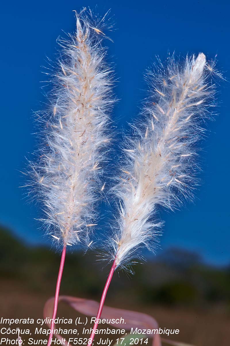 Imperata cylindrica