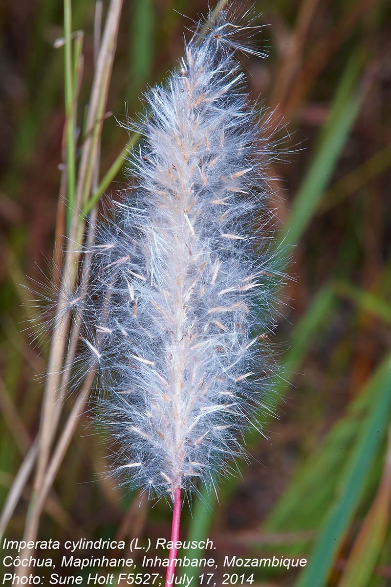 Imperata cylindrica