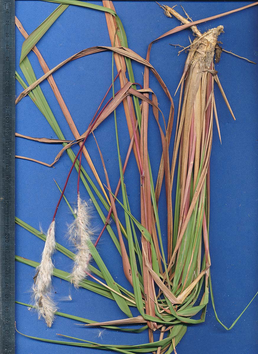 Imperata cylindrica