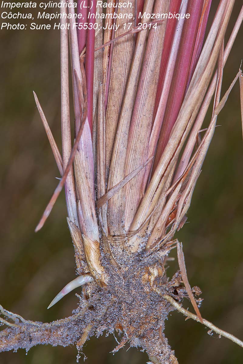 Imperata cylindrica