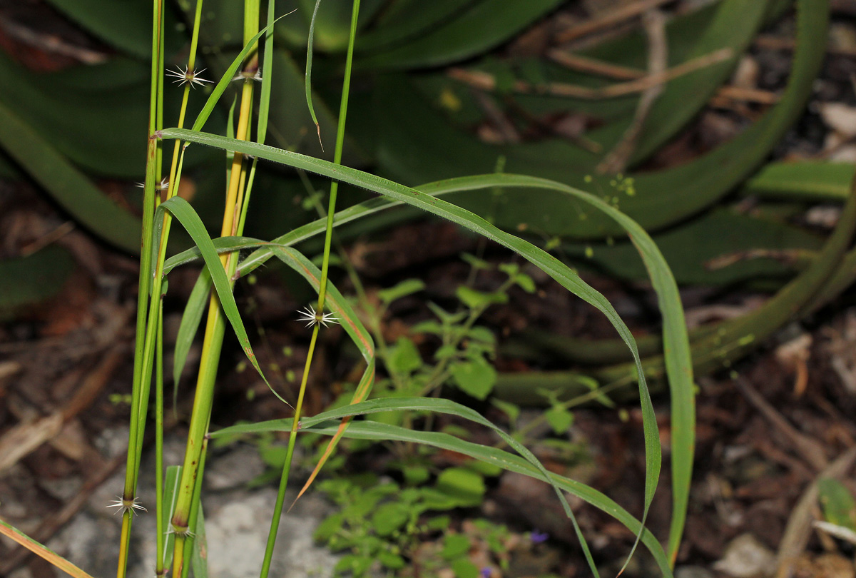 Sorghum versicolor