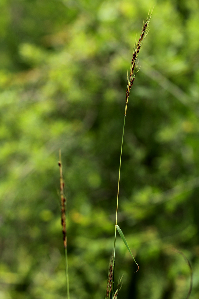 Sorghum versicolor