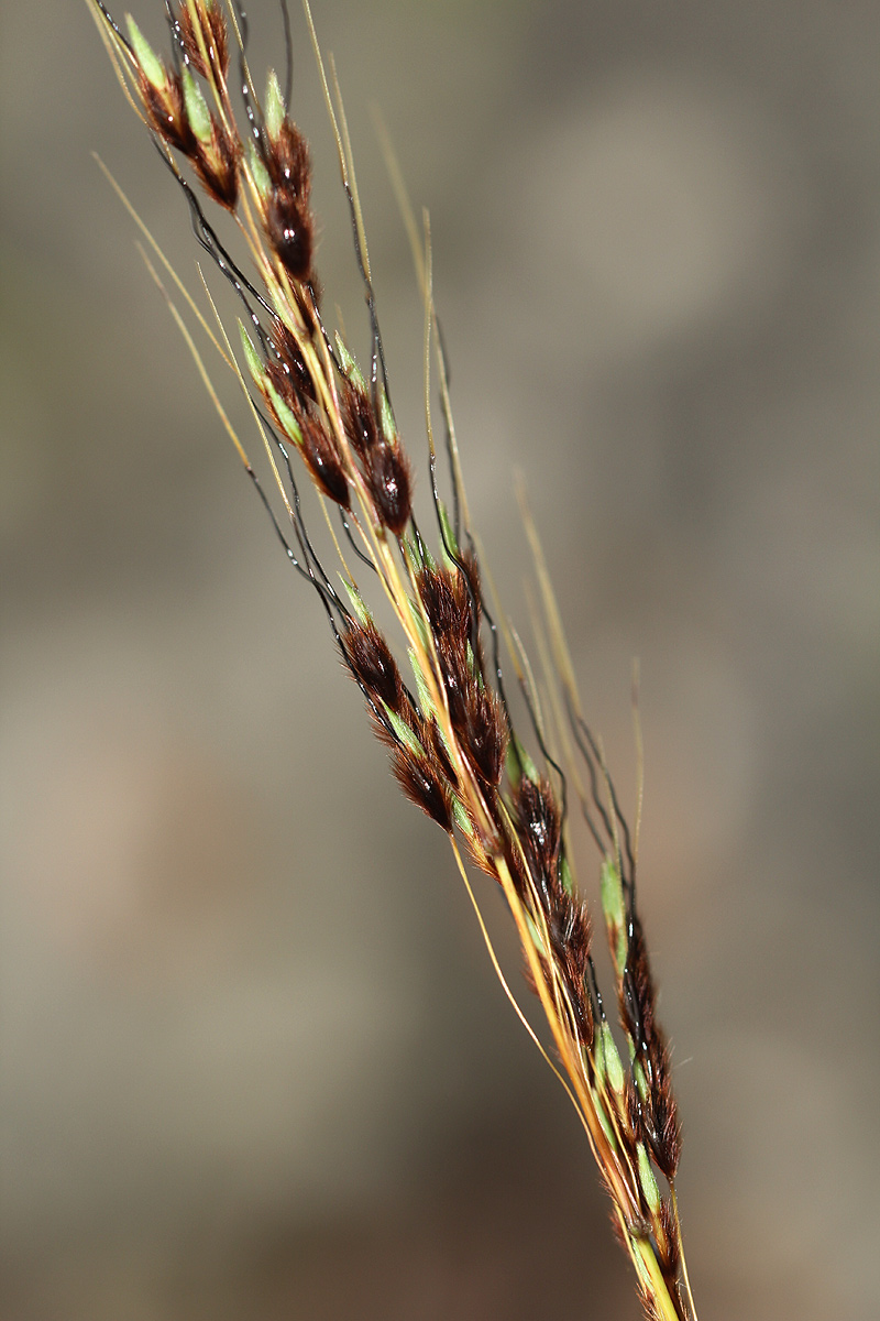 Sorghum versicolor