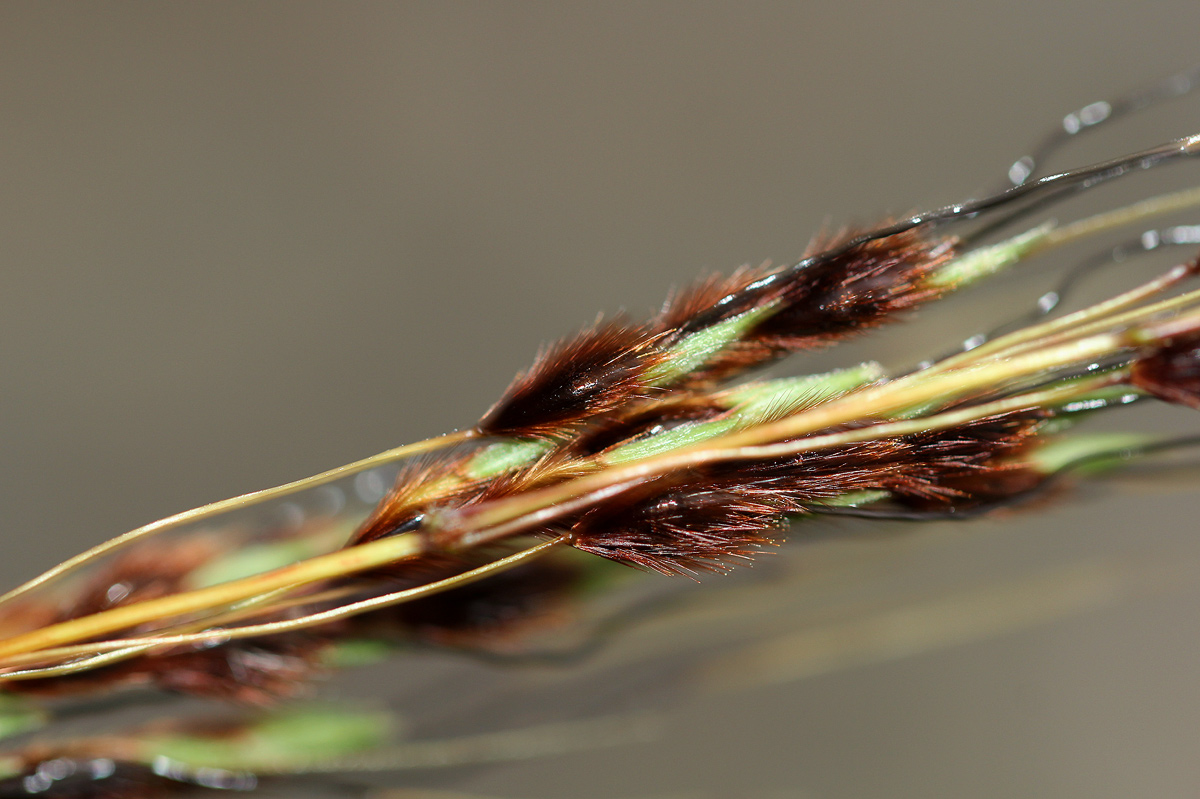 Sorghum versicolor