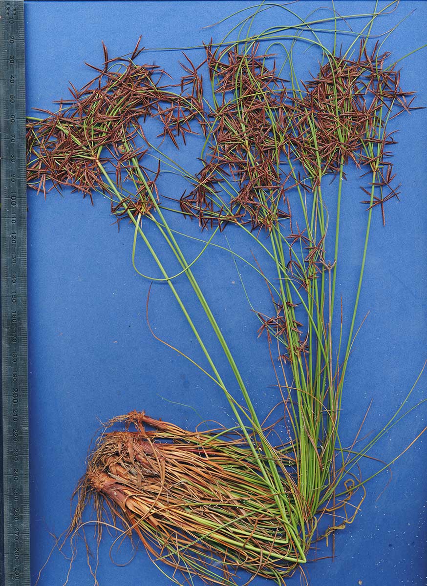 Cyperus amabilis