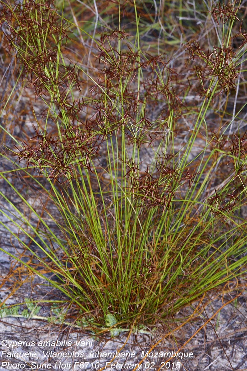 Cyperus amabilis