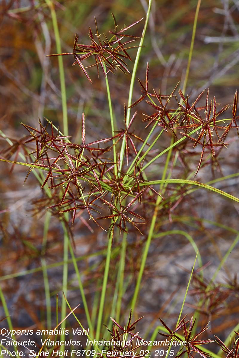 Cyperus amabilis