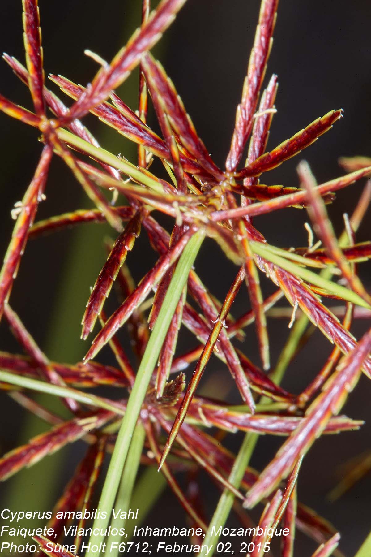 Cyperus amabilis