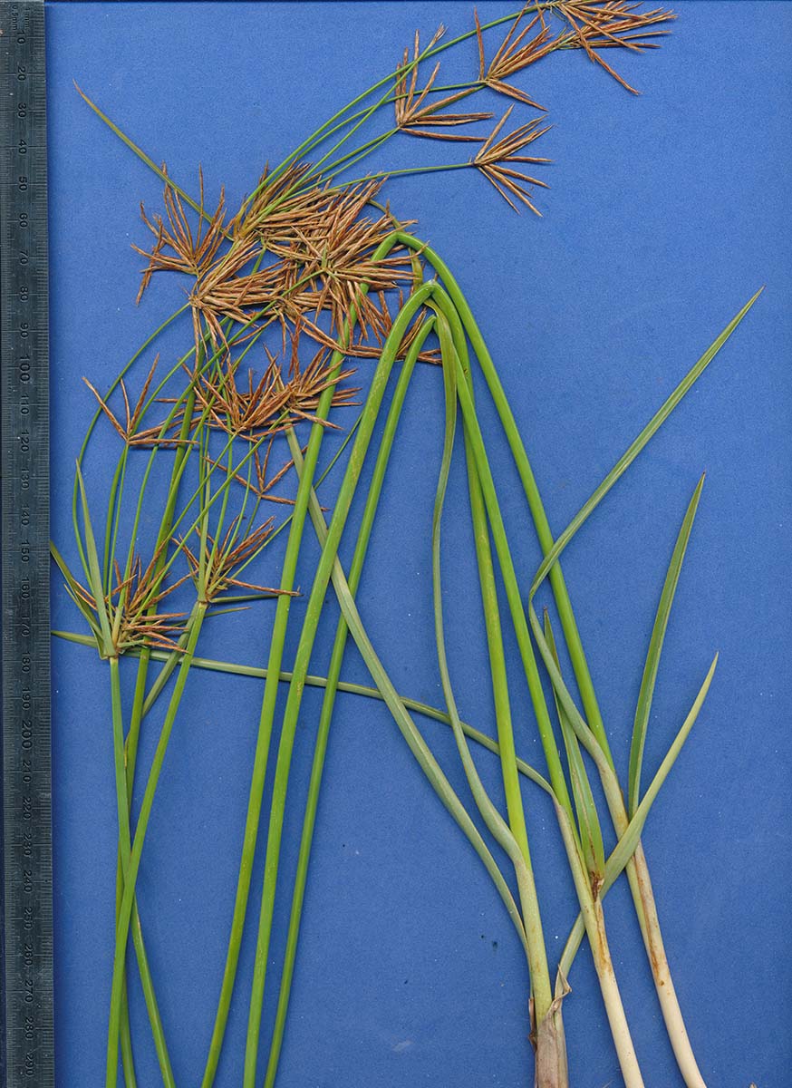 Cyperus articulatus