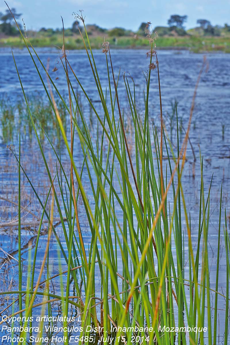 Cyperus articulatus