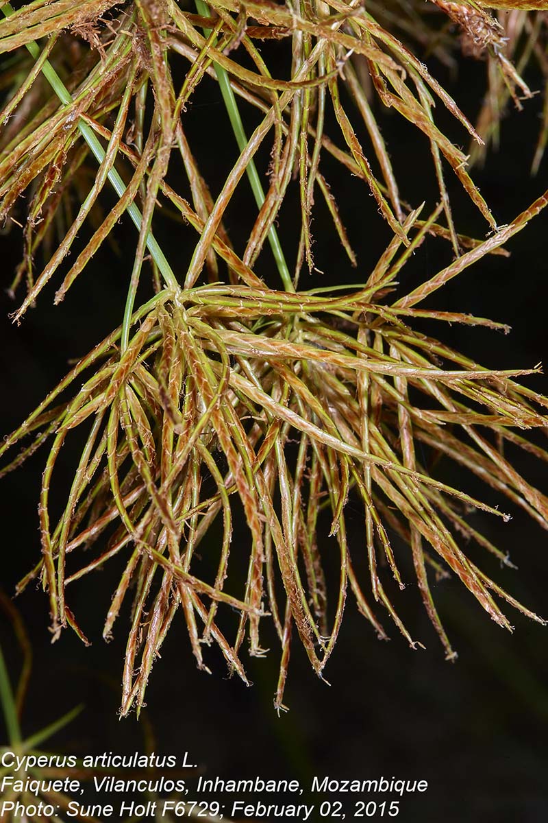 Cyperus articulatus