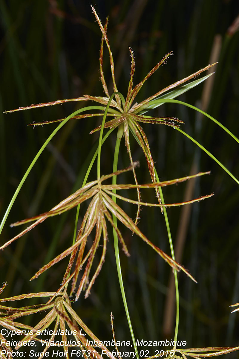 Cyperus articulatus