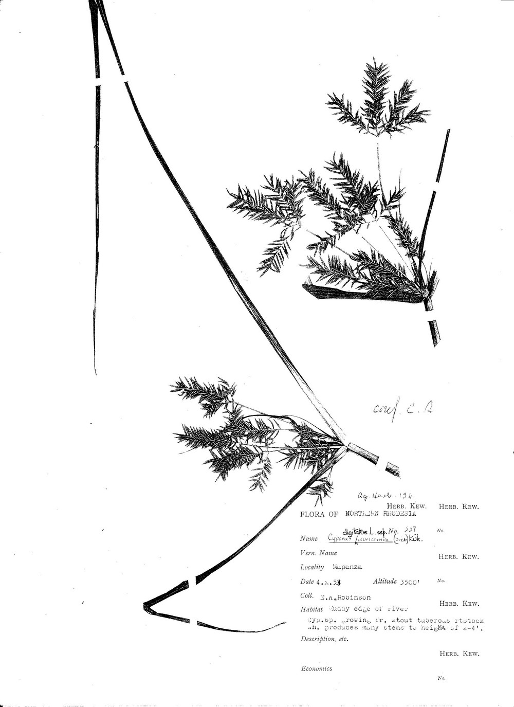 Cyperus digitatus subsp. auricomus