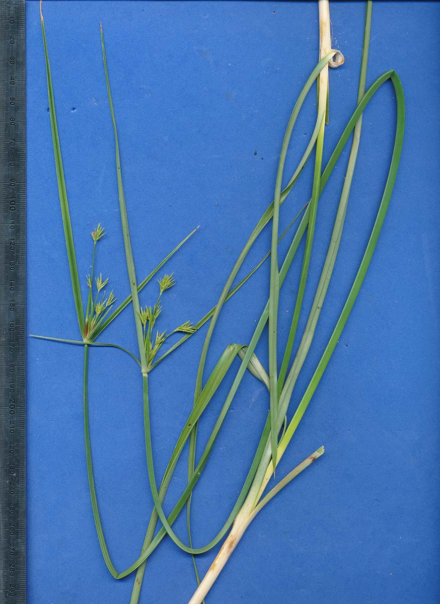 Cyperus esculentus