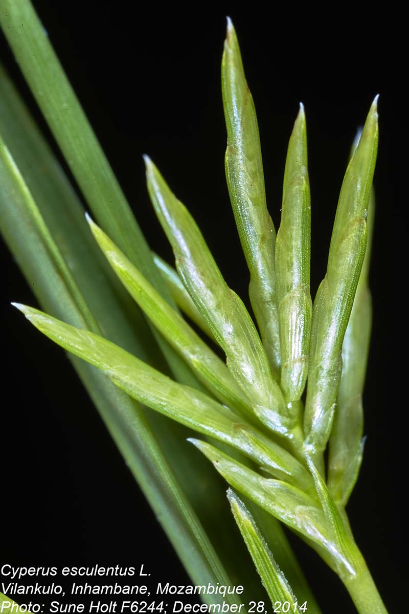 Cyperus esculentus