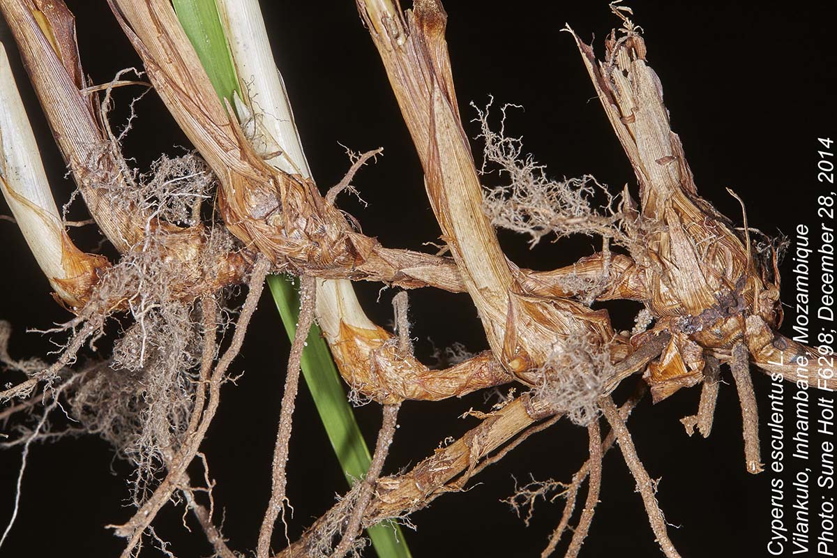 Cyperus esculentus