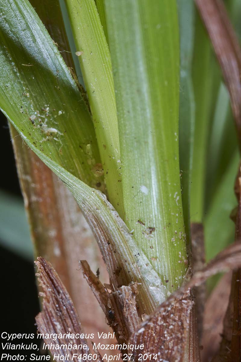 Cyperus margaritaceus