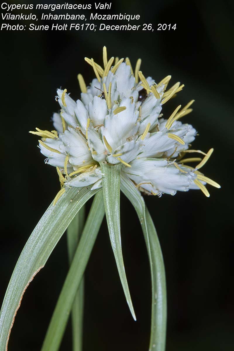 Cyperus margaritaceus