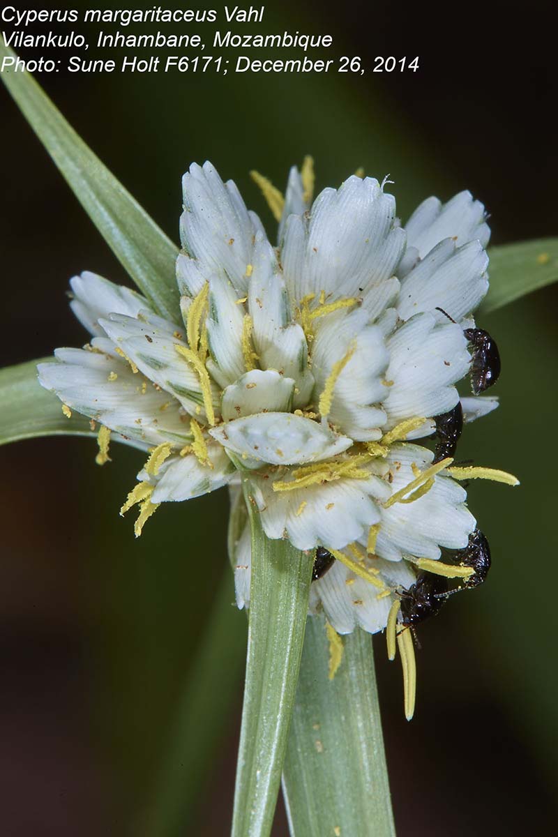 Cyperus margaritaceus