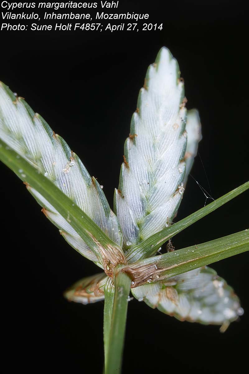 Cyperus margaritaceus