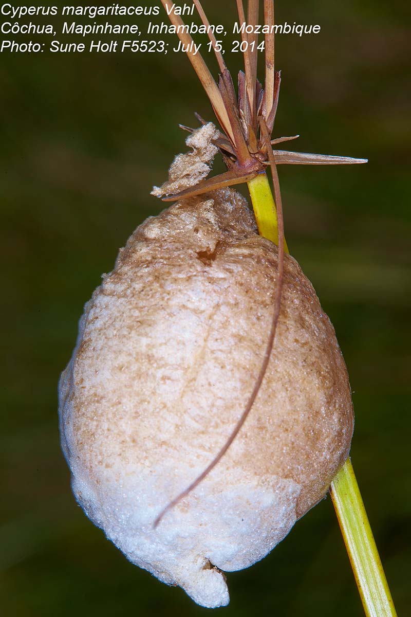 Cyperus margaritaceus