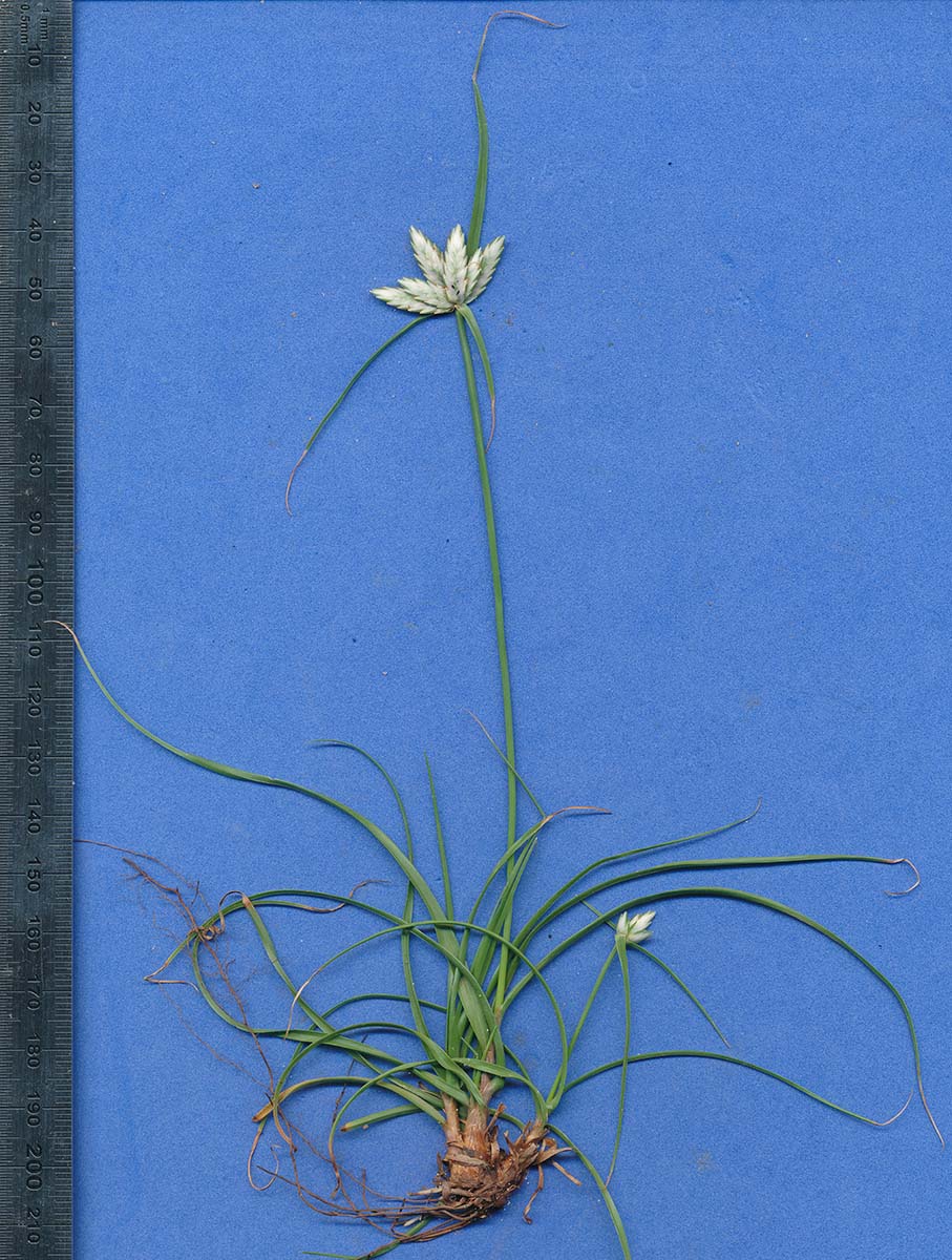 Cyperus margaritaceus