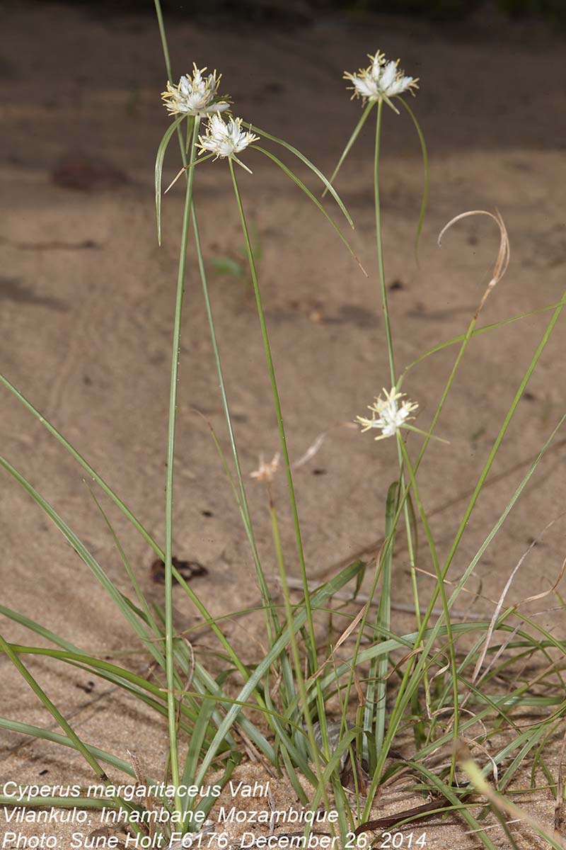 Cyperus margaritaceus