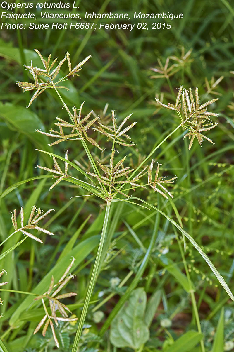 Cyperus rotundus