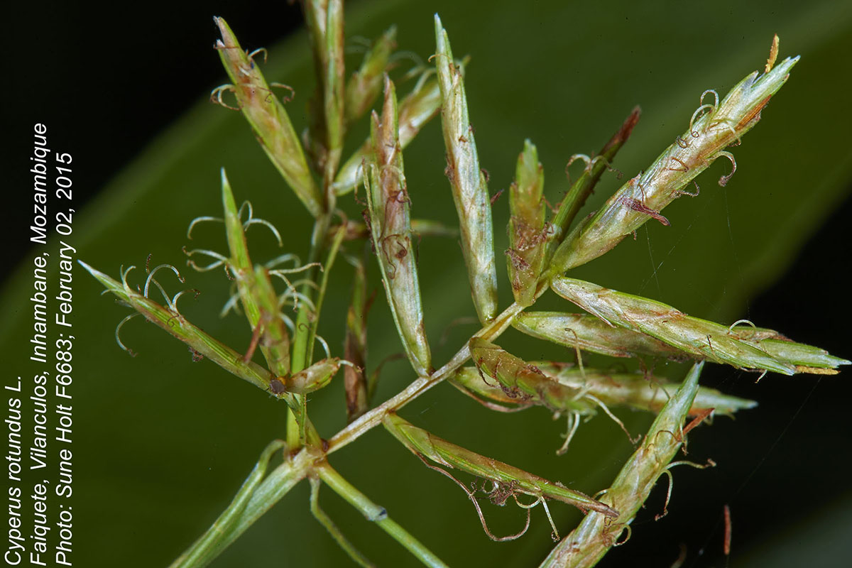 Cyperus rotundus