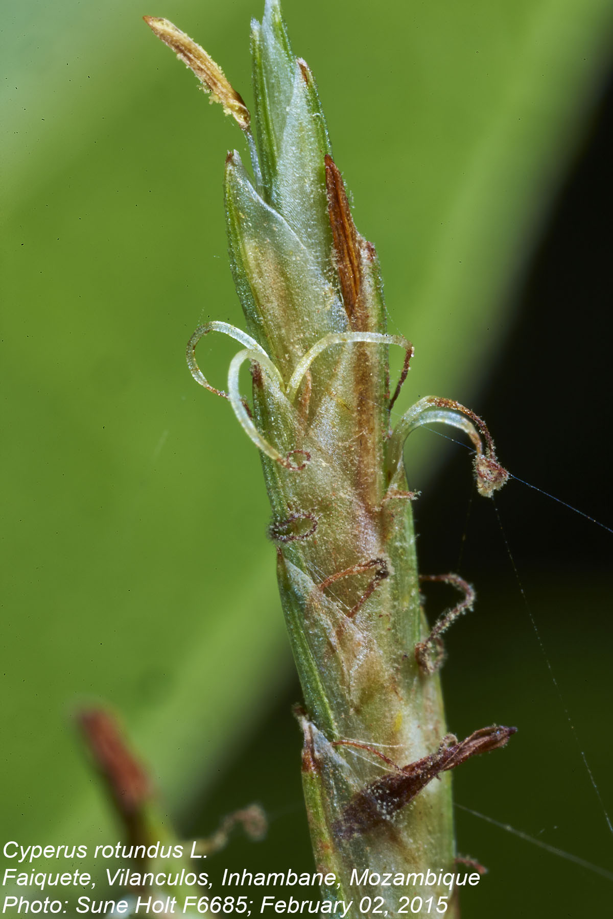 Cyperus rotundus