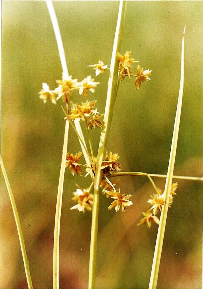 Courtoisina cyperoides