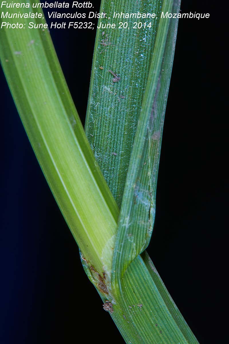 Fuirena umbellata