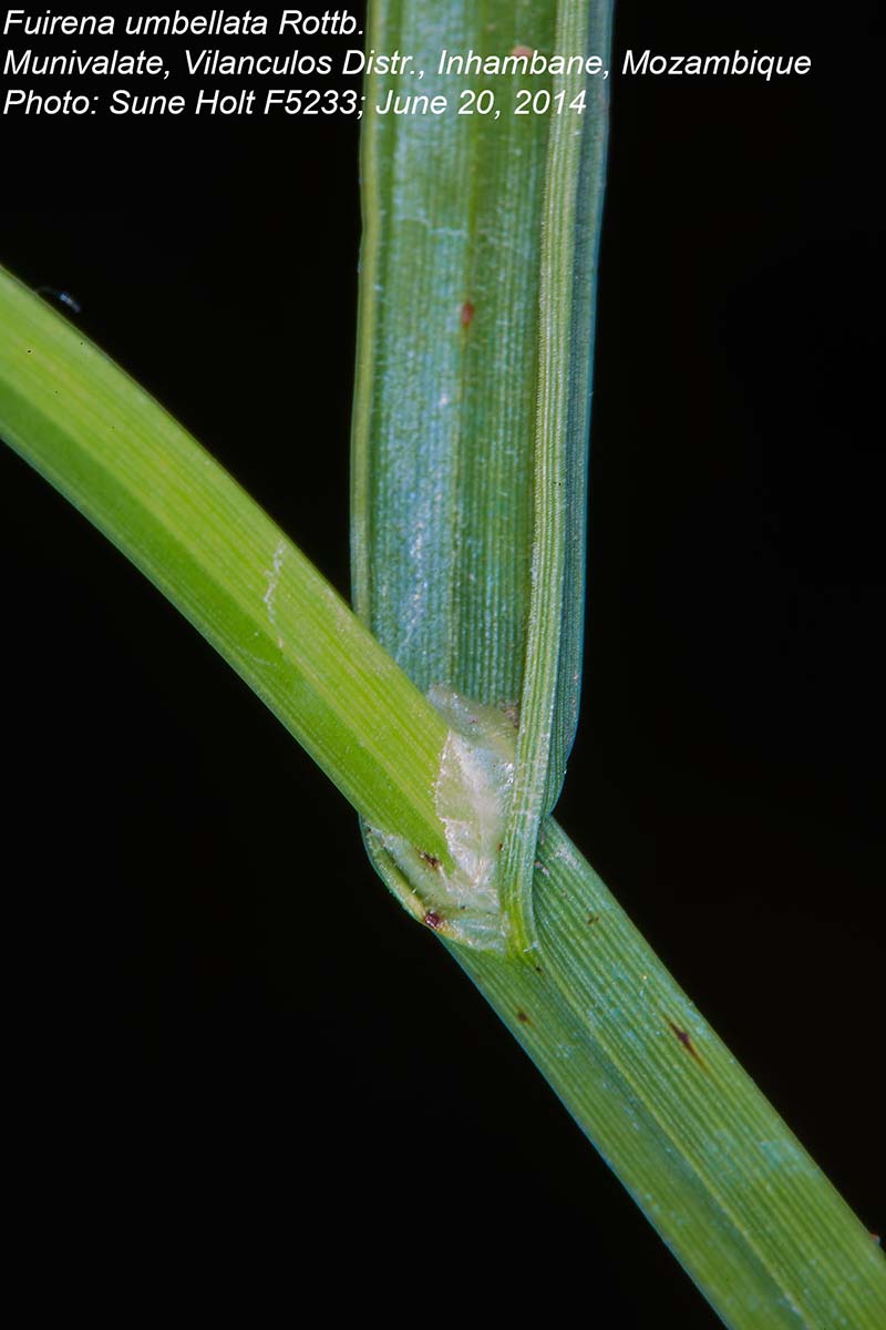 Fuirena umbellata