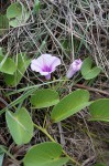 Ipomoea pes-caprae subsp. brasiliensis