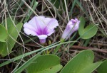 Ipomoea pes-caprae subsp. brasiliensis