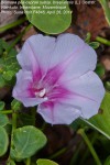 Ipomoea pes-caprae subsp. brasiliensis