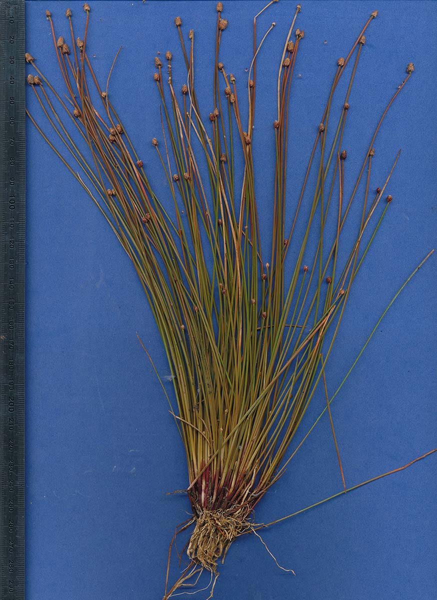 Eleocharis caduca