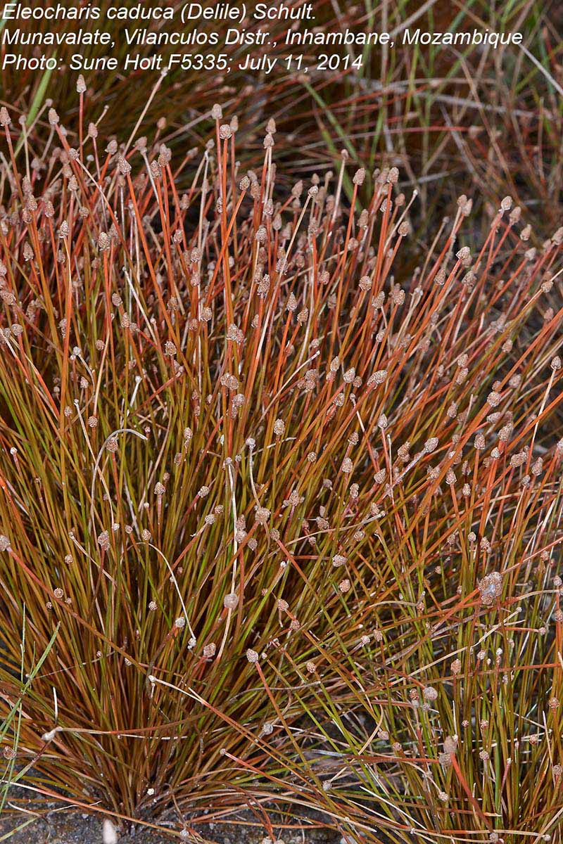 Eleocharis caduca