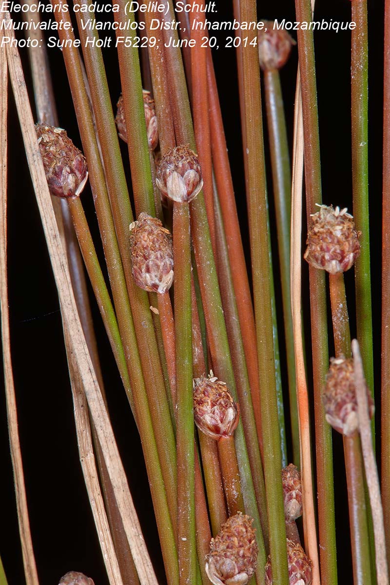 Eleocharis caduca