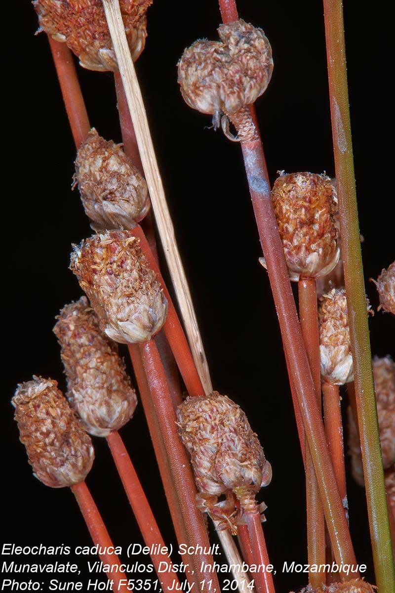 Eleocharis caduca