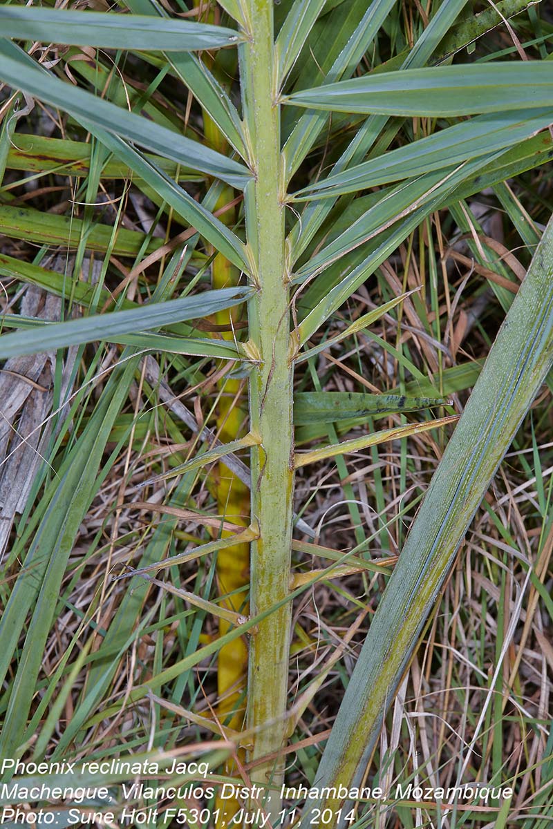 Phoenix reclinata