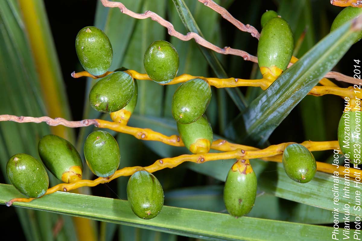 Phoenix reclinata