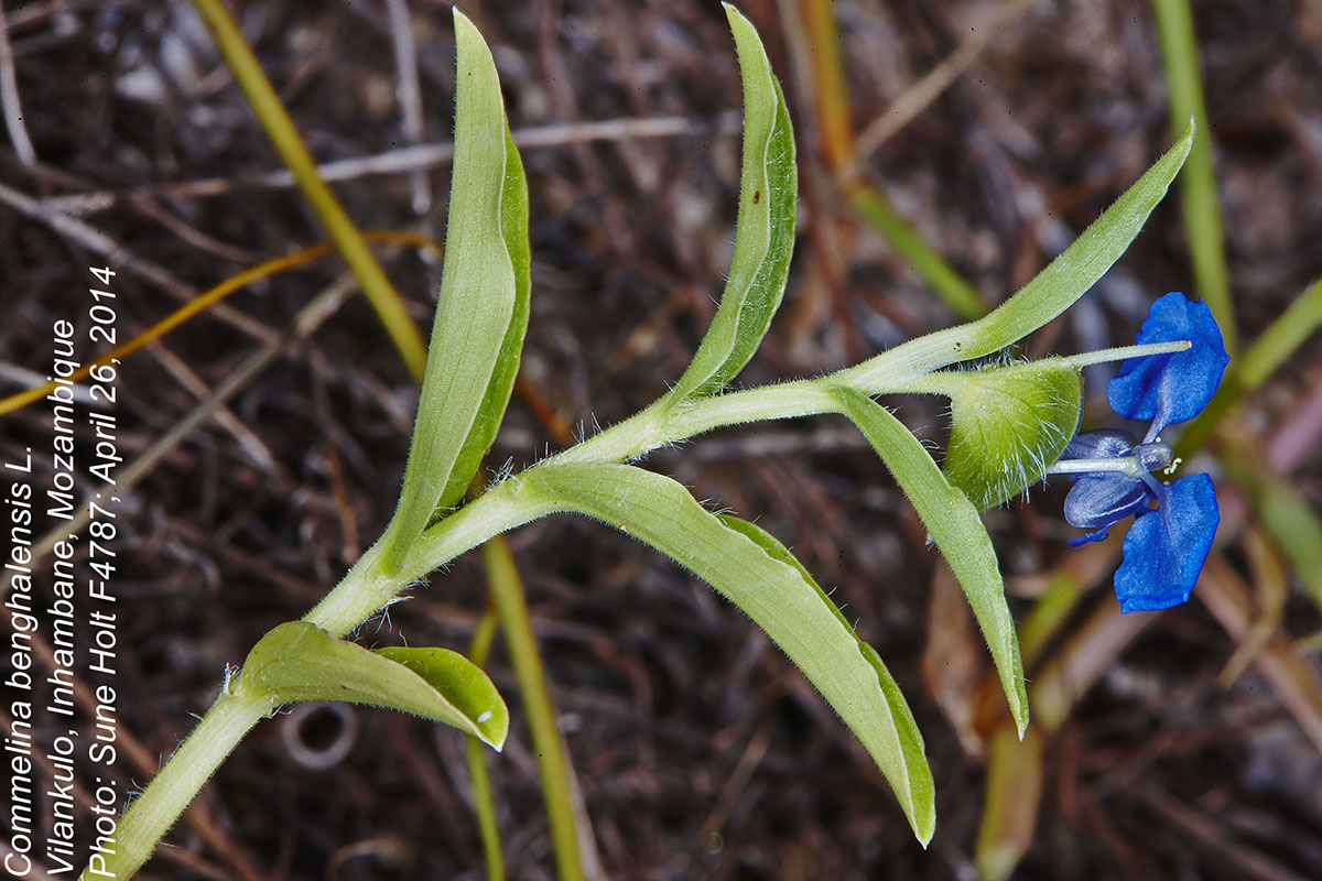 Commelina benghalensis