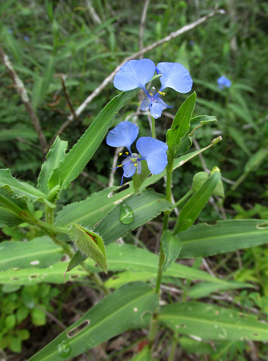 Commelina eckloniana