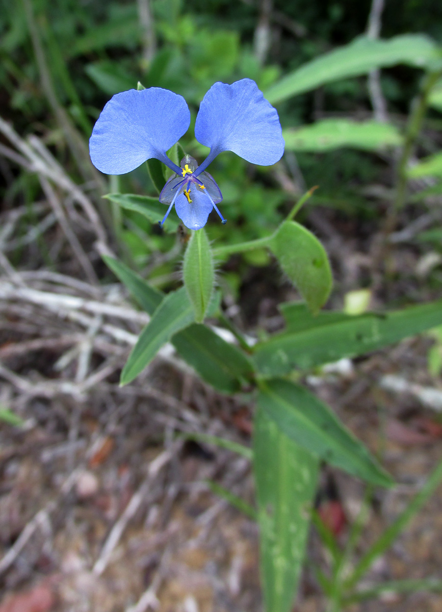 Commelina eckloniana