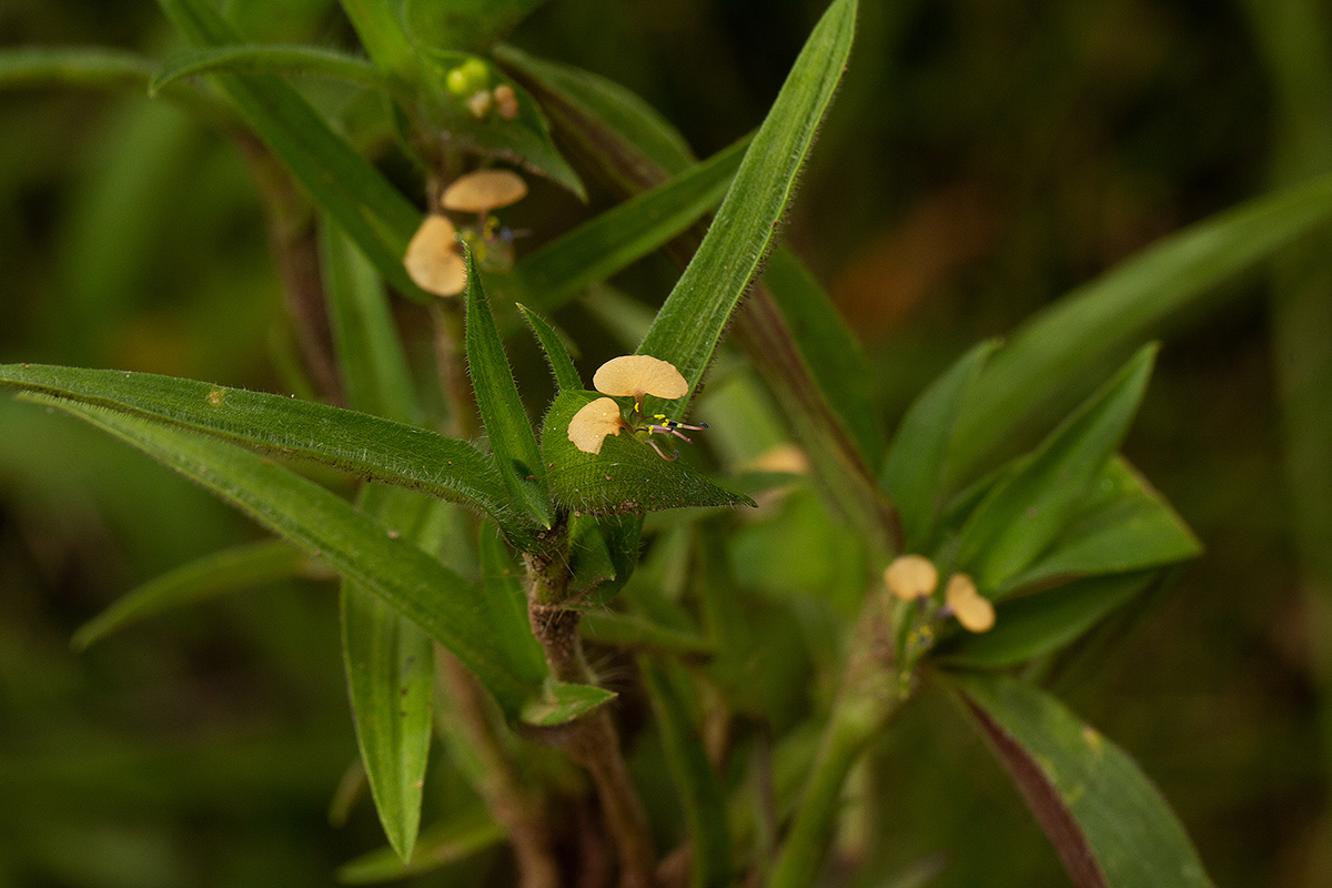 Commelina subulata Commelina subulata